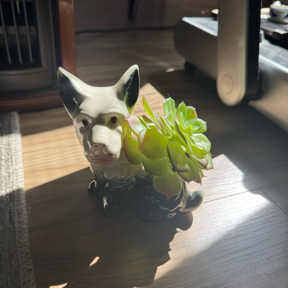 Ceramic Dog Planter with Green Succulent